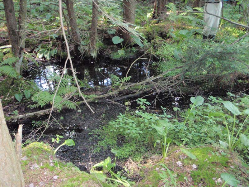 Golden saxifrage - Pennsylvania bittercress spring run